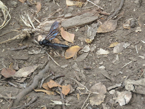 Thynnidae