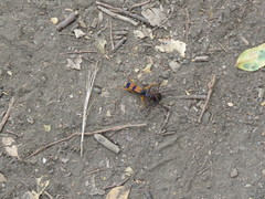 Sphictostethus striatulus