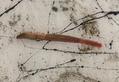 Phyllodocida
