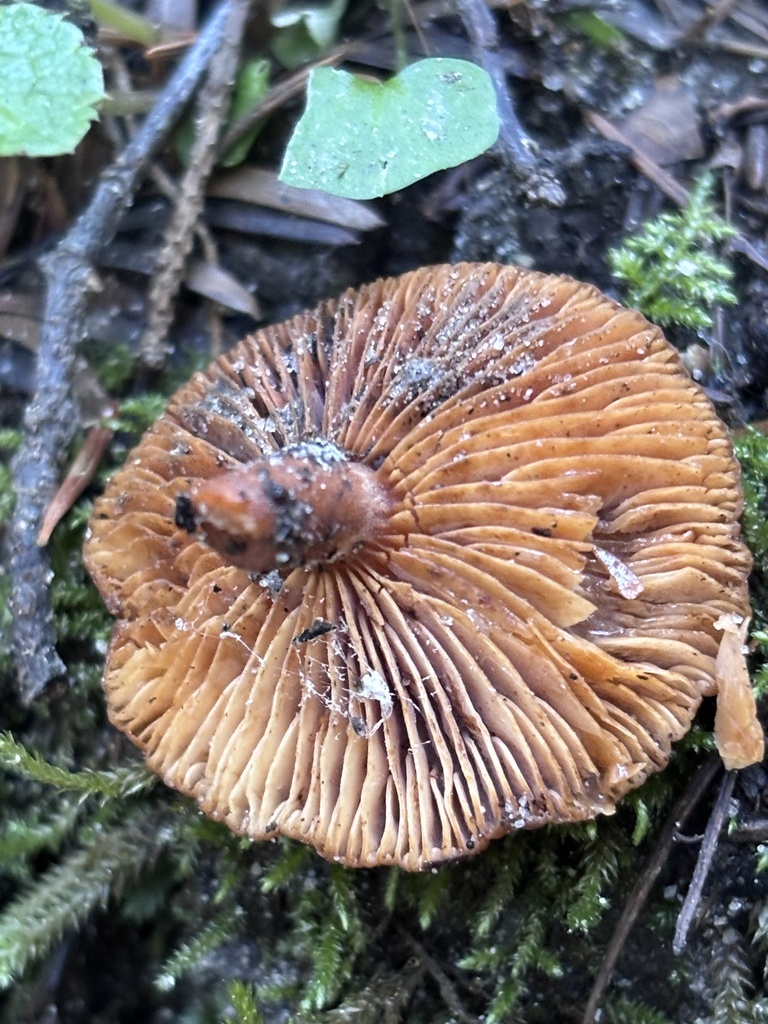 Lactarius rubidus · February 2026 · photo: © reago (iNaturalist, cc-by)
