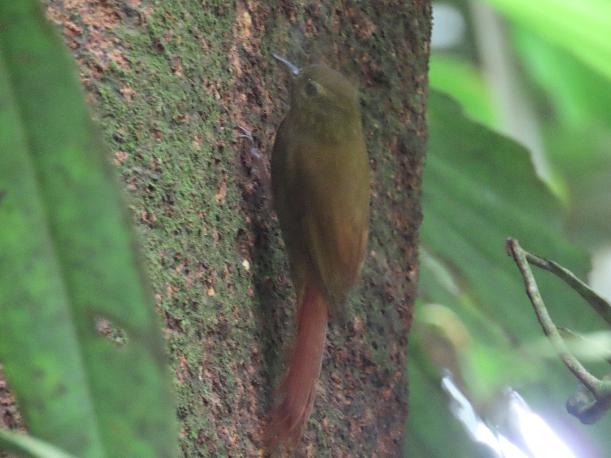 Wedge-billed Woodcreeper (Glyphorynchus spirurus), photo 5