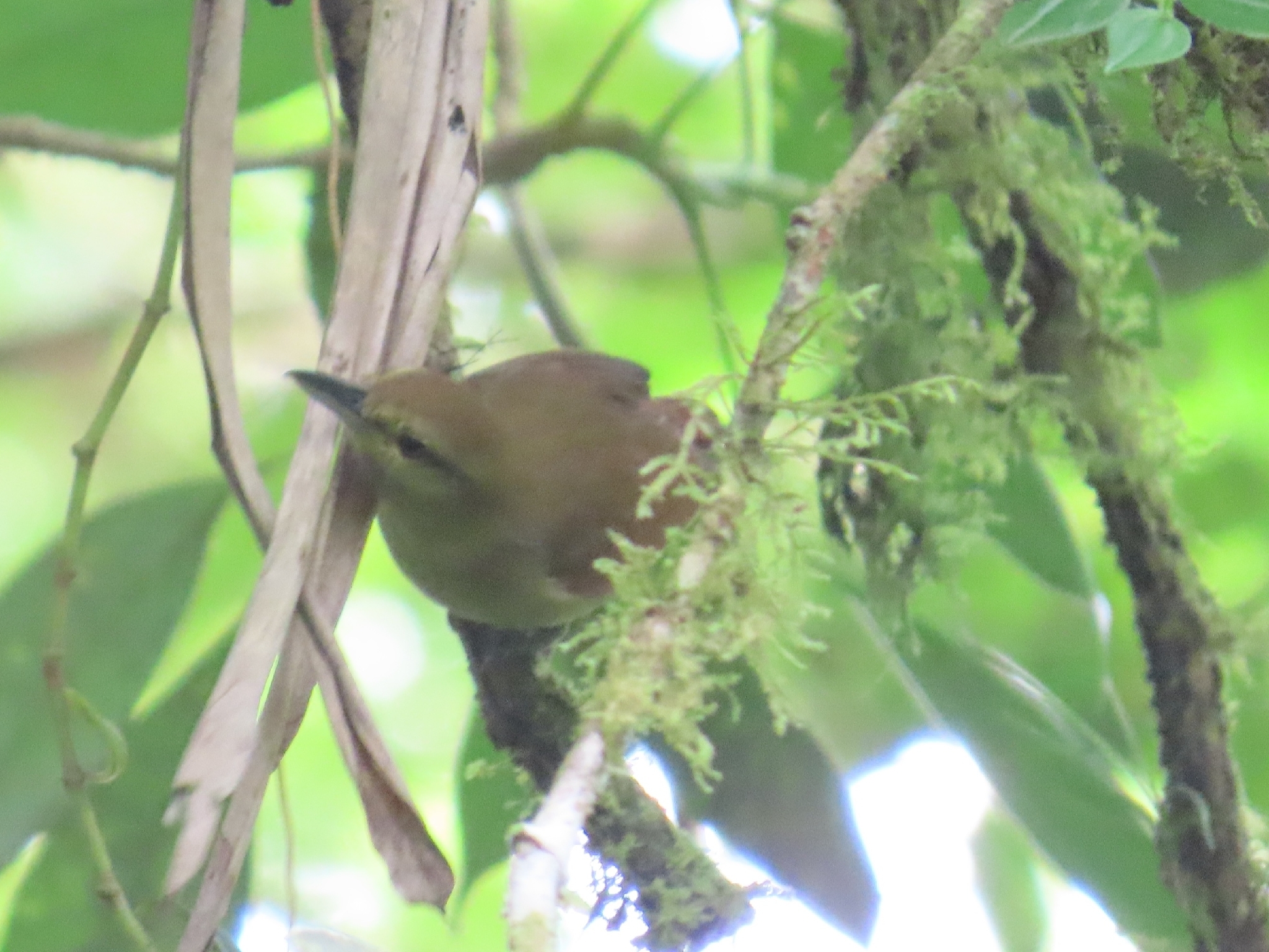 Russet Antshrike (Thamnistes anabatinus), photo 1