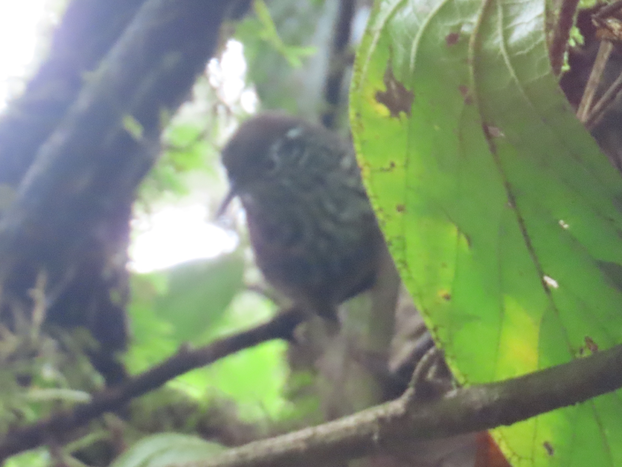 Stripe-breasted Wren (Cantorchilus thoracicus), photo 3