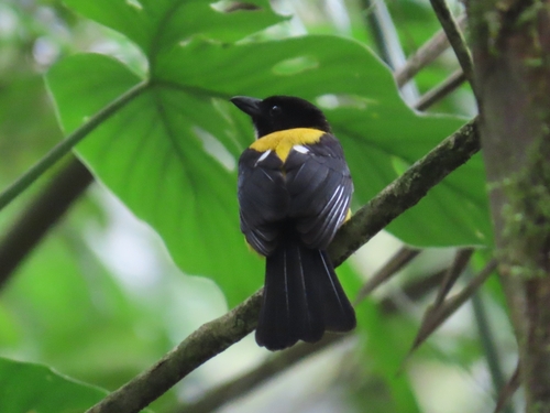 White-throated Shrike-Tanager (Lanio leucothorax)