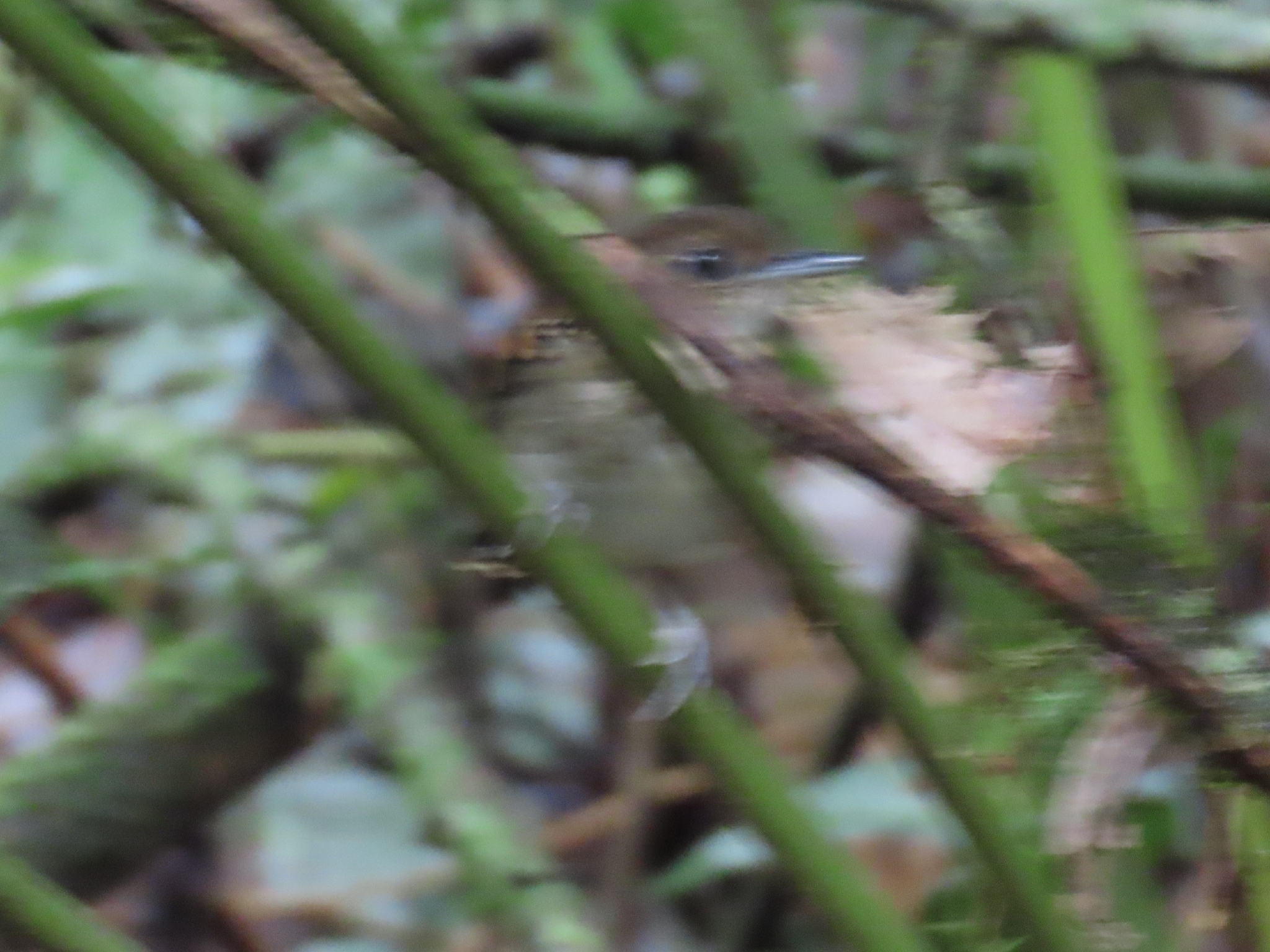 Spotted Antbird (Hylophylax naevioides), photo 10