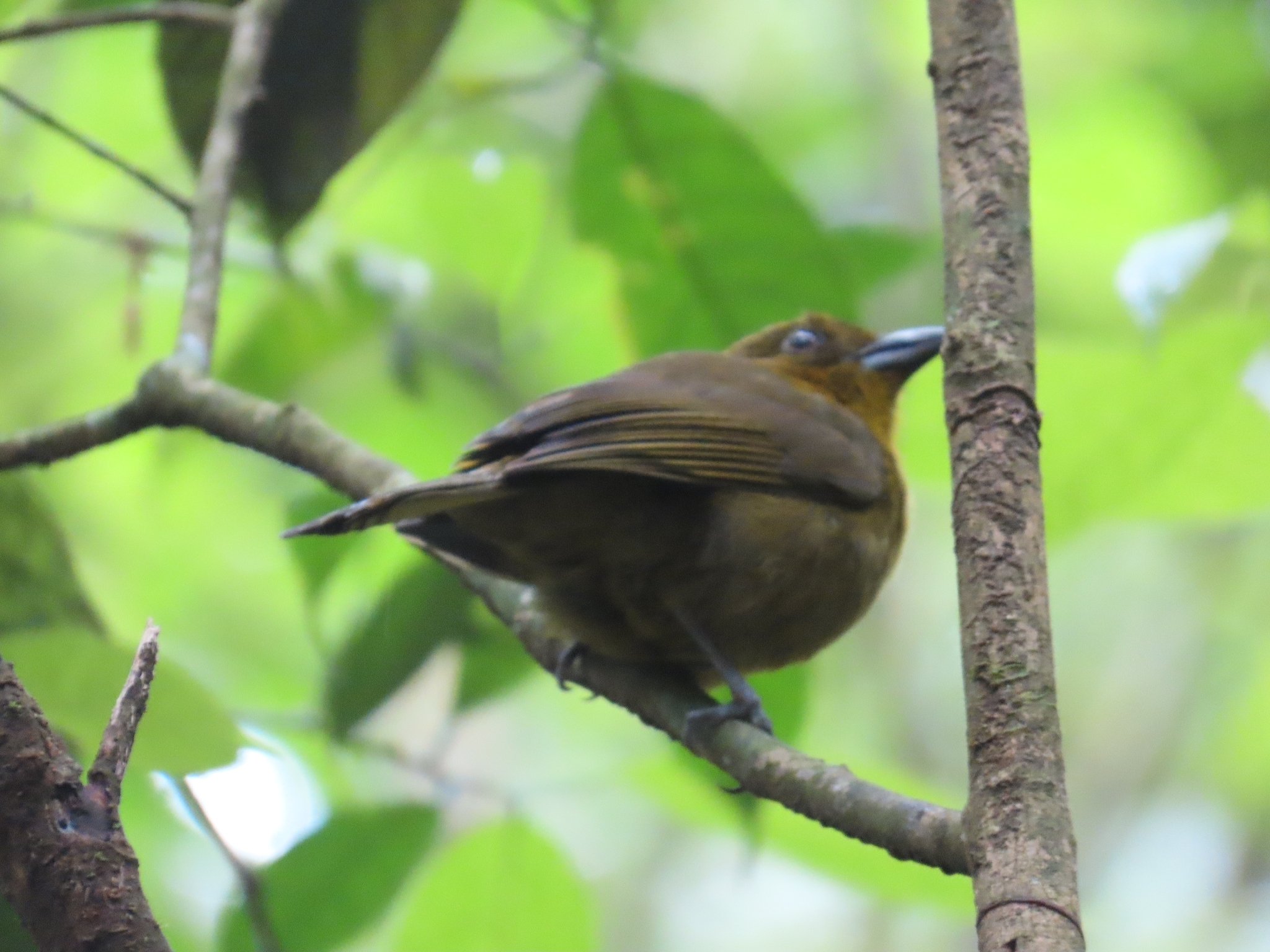 Carmiol's Tanager (Chlorothraupis carmioli), photo 3