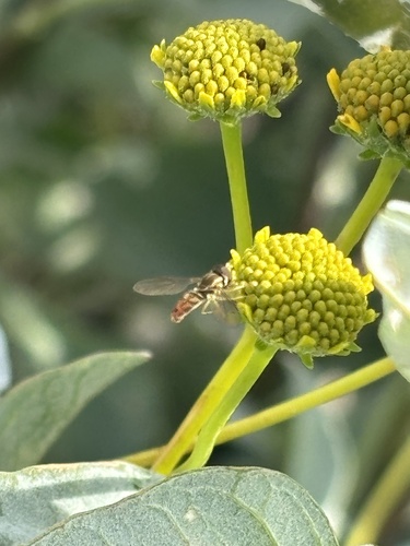 Unknown species found near Riverside County, CA, USA
