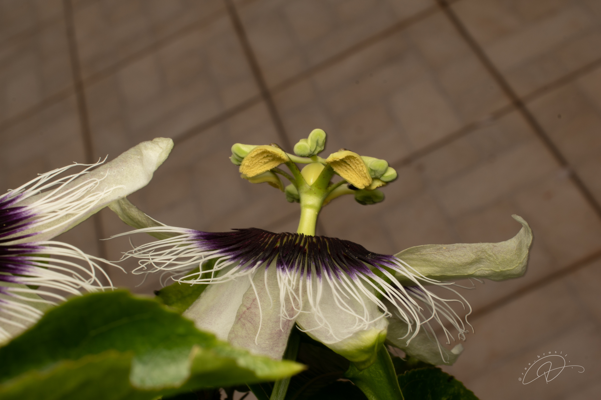 Passiflora edulis