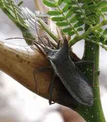Piezogaster achilles