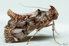 Lepidoptera