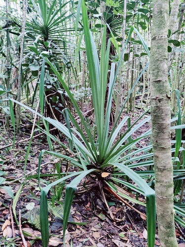 Pandanus tectorius observed 2026-01-15