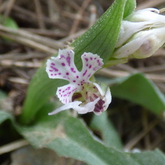 Neotinea conica