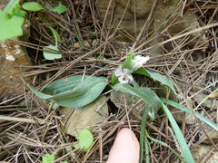 Neotinea conica