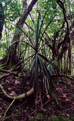 Pandanus tectorius observed 2026-01-15