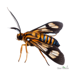 Leucotmemis climacina