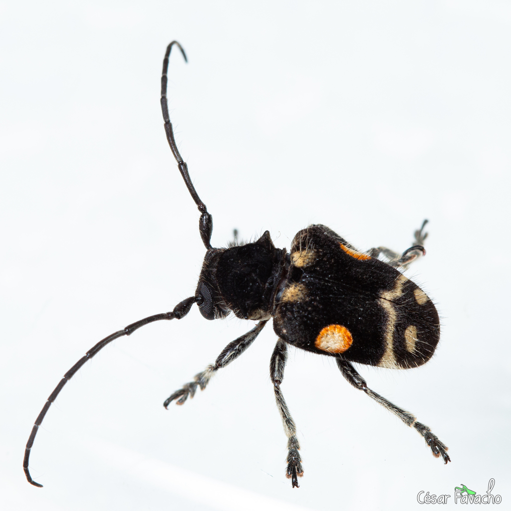 Compsosoma