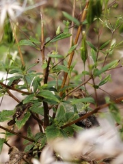 Brickellia diffusa