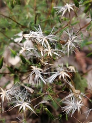 Brickellia diffusa