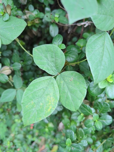 Glycine, 2026-02-23