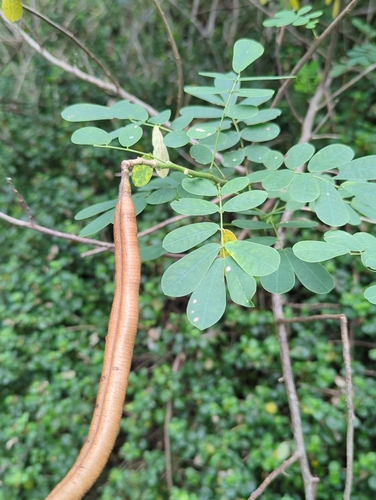 Senna pendula, 2026-02-23