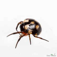 Hypognatha