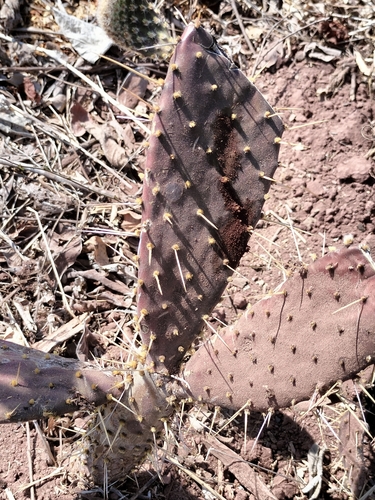 Decumbent Prickly Pear (Opuntia decumbens)