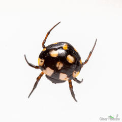 Hypognatha