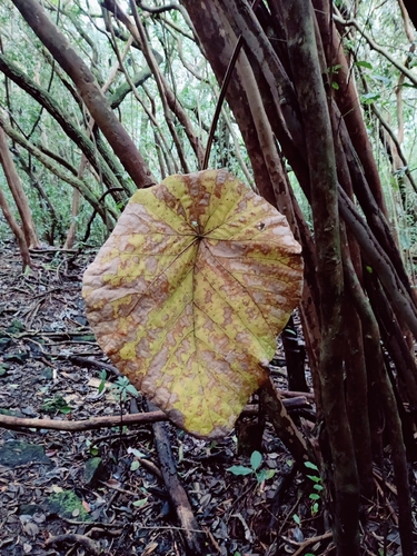 Macaranga mappa observed 2026-01-15
