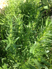 Deinandra clementina