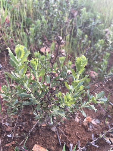 saw-toothed goldenbush (Hazardia squarrosa)