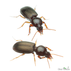 Carabidae
