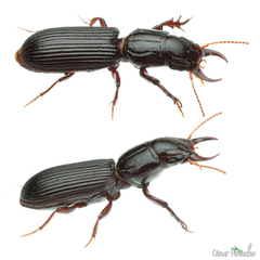 Carabidae