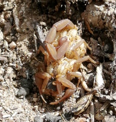 Centruroides suffusus