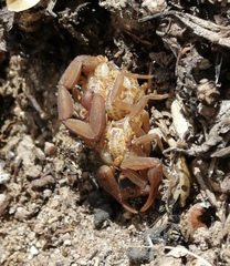 Centruroides suffusus