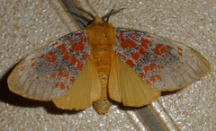 Mpanjaka gentilis