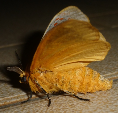Mpanjaka gentilis
