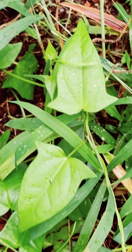 Thunbergia fragrans observed 2026-01-15
