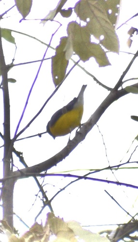 West Mexican Euphonia (Euphonia godmani), photo 9