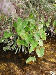 Xanthosoma wendlandii