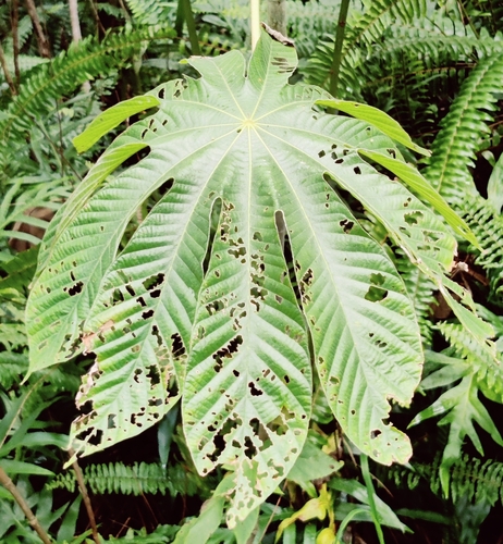 Cecropia obtusifolia observed 2026-01-15