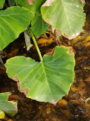 Xanthosoma wendlandii