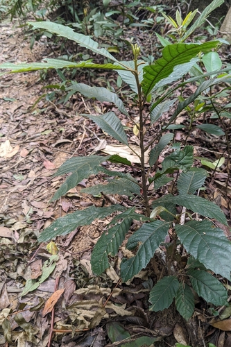 stiff-leaved meliosma (Meliosma rigida)