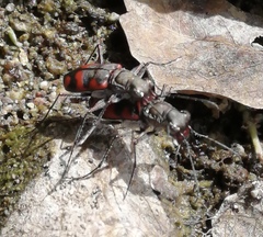 Cicindela sommeri