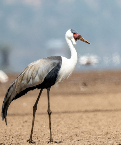 Wattled Crane