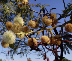 Leucaena esculenta