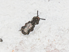 Xylinada