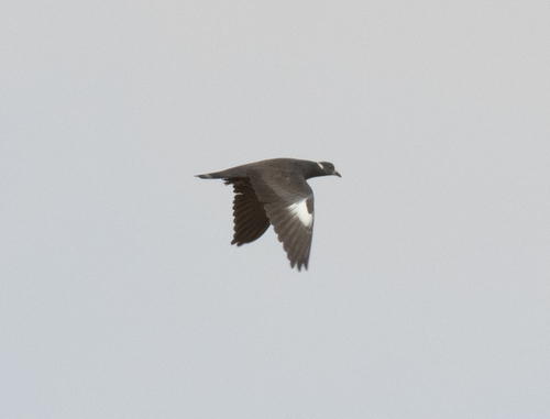 White-collared Pigeon (Columba albitorques), photo 5