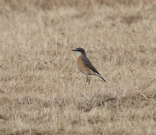 Rusty-breasted Wheatear (Oenanthe frenata), photo 2
