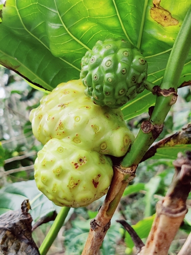 Morinda citrifolia observed 2026-01-15