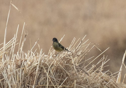 Ethiopian Siskin (Serinus nigriceps), photo 6